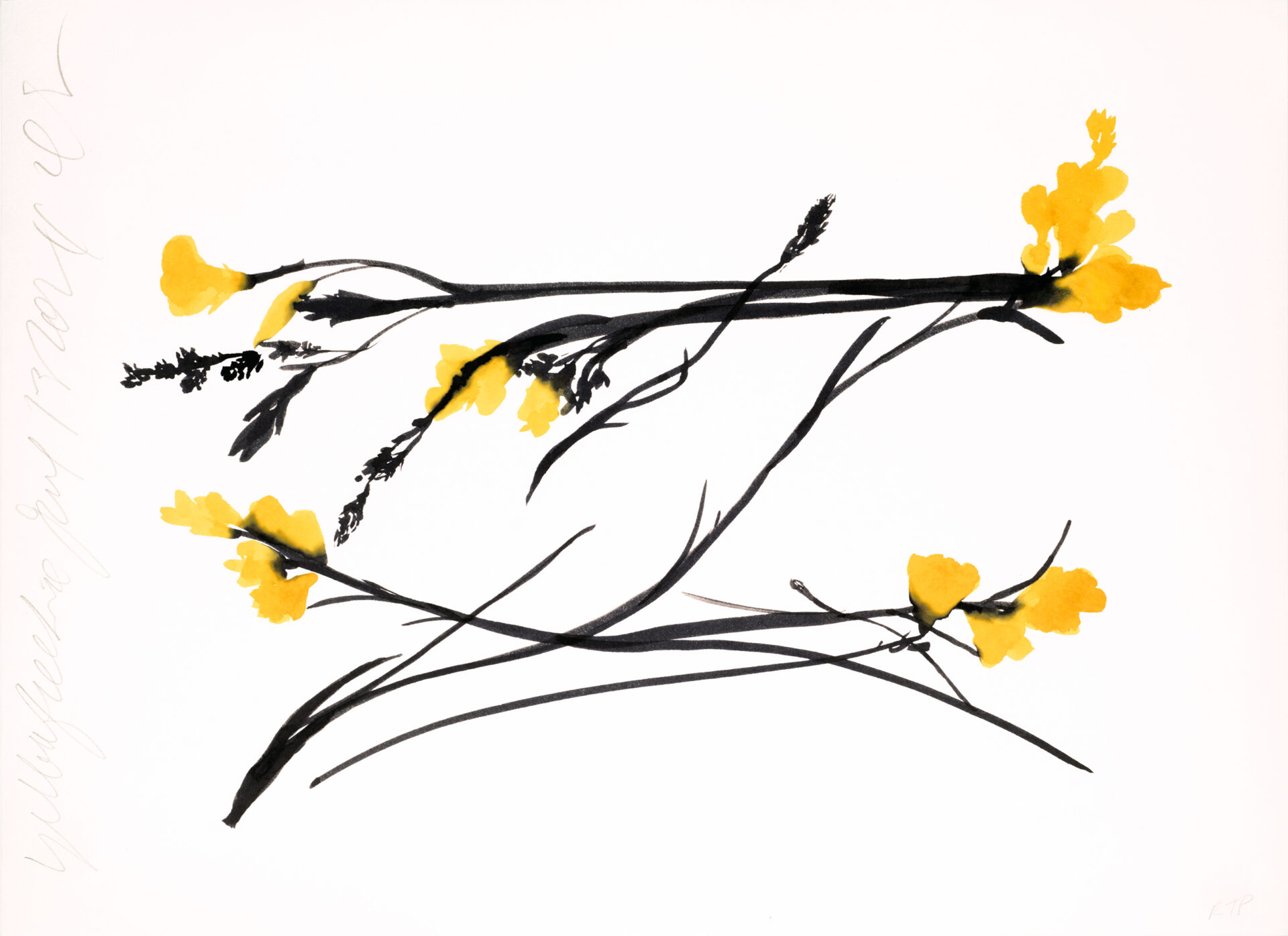 DS Yellow Freesia June 13, 2024